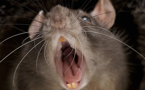 Владимирцы заразились геморрагической лихорадкой в подвале