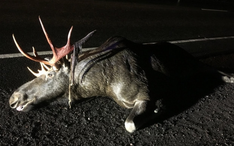 В Камешковском районе выбежавший на дорогу лось спровоцировал ДТП