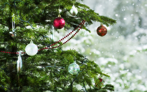 5 советов владимирцам при покупке новогодней ёлки