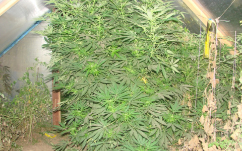 В Костерево ликвидировали огромную теплицу с марихуаной