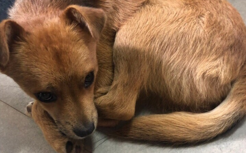 Подарите свою любовь питомцам, ищущим дом