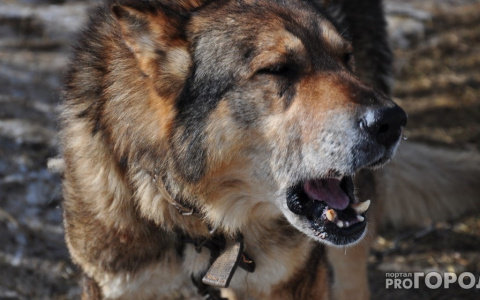 Во Владимире на отлов бездомных собак выделили 6 миллионов рублей