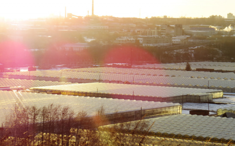 Владимирский комбинат «Тепличный» превратится в акционерное общество
