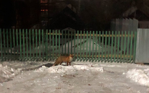 В Юрьев-Польском лиса вышла к людям за едой
