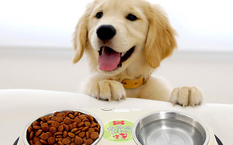 Чем должны питаться домашние животные: 3 совета по подбору корма