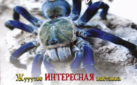 Во Владимире проходит выставка живых пауков и скорпионов