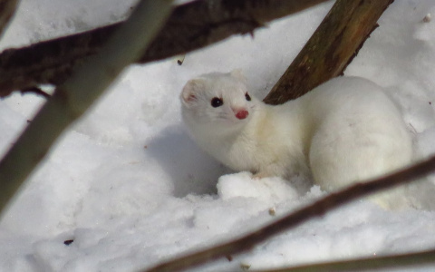 В парке "Дружба" во Владимире поселилась ласка