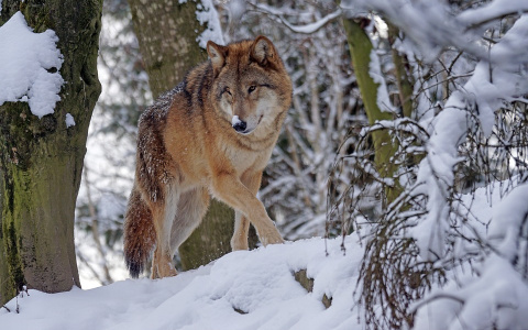 В Гусь-Хрустальном районе голодные волки стали нападать на домашних животных