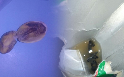 Владимирцы вновь жалуются на неприятные сюрпризы в продуктах