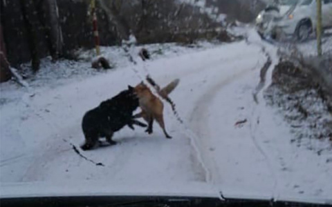 В Коврове бешеная лиса подралась с собакой