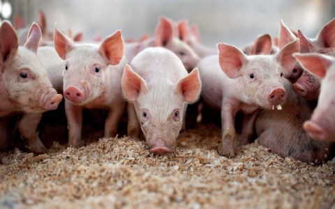 Приставы арестовали все имущество владимирского свинокомплекса