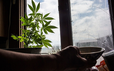 В Лакинске подросток выращивал марихуану