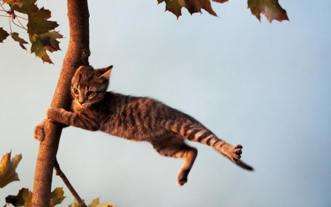 ГУ МЧС по Владимирской области предупреждает жителей региона об усилении ветра