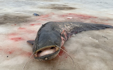 Владимирские рыбаки поймали гигантского сома в Клязьме