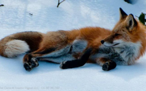 Раненую лису с улицы Комиссарова забрали ветеринары