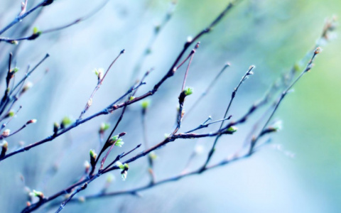 В начале марта во Владимире будет +13 градусов