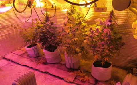 Во Владимирской области уничтожили теплицу с марихуаной