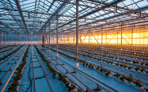 Комбинат «Тепличный» возглавил новый директор