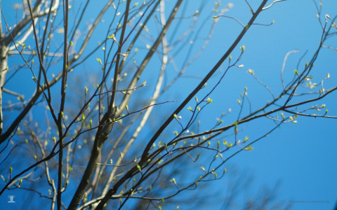 В праздничные выходные во Владимире будет рекордно тепло