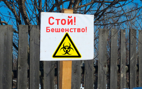 В Добром ввели карантин по бешенству