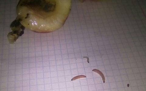 Червивые конфеты и "нечто" в соке: отвратительные находки в еде