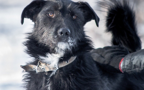 "Хозяин, найдись!" - наши маленькие земляки в поисках дома