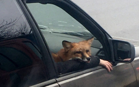 Владимирские лисы свободно разъезжают на машинах