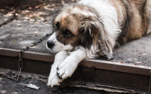 Владимирские живодеры: когда нам ждать следующих жертв?
