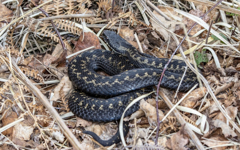 Во Владимире из-за ранней весны уже проснулись гадюки