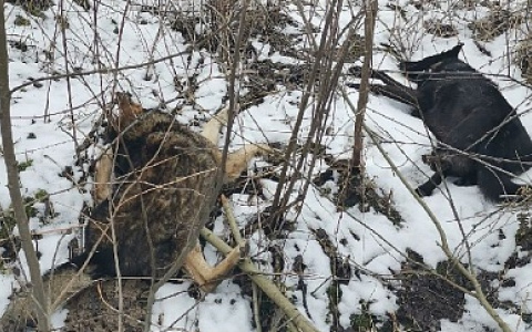 В Александрове догхантеры жестоко убили двух безобидных собак