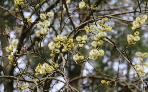 Во Владимире медленно, но верно наступает весна