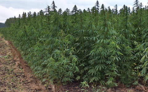 В Александровском районе нашли огромную конопляную плантацию