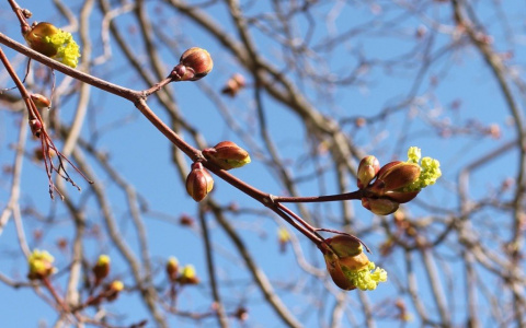 Во Владимирскую область придет потепление до +18 градусов