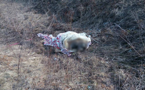 Во Владимире в очередной раз нашли труп собаки