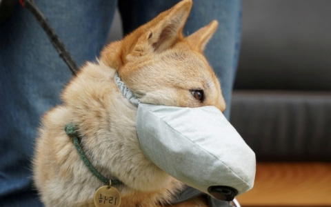 Владимирские ученые создали тест на коронавирус у животных