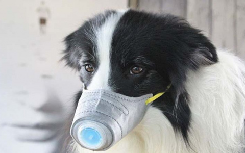 Опасны ли домашние животные во время пандемии коронавируса?