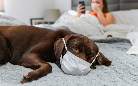 Как быть с домашними животными тем, кто заразился коронавирусом?