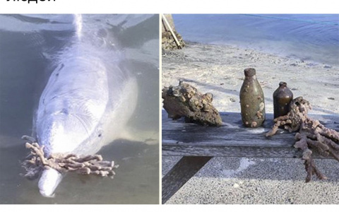 Дельфины соскучились по туристам, которых не было из-за пандемии