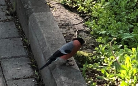 Снегири в мае — аномалия или нет?