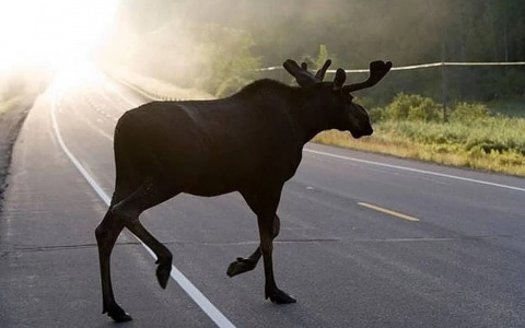 Лоси во Владимире: встреча с "гостем из леса" может оказаться последней