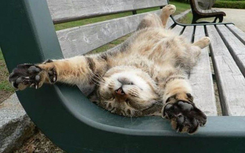 Владимирцев ждут две короткие рабочие недели в июне