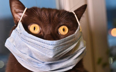 Стали известны симптомы коронавируса у домашних животных