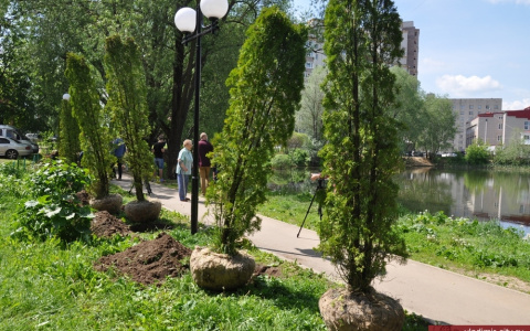 У Соловьиного пруда во Владимире высадили аллею из туй