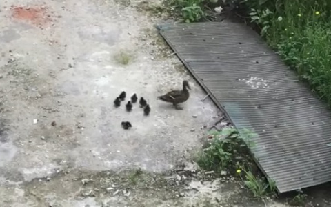 Утиное семейство вышло погулять по улицам Владимира