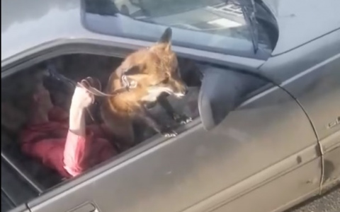 Лиса разъезжает по владимирским улицам в поисках "колобка"