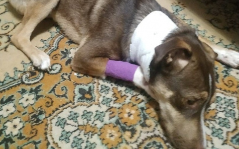 Во Владимире многодетная мать просила убить свою собаку за бутылку водки