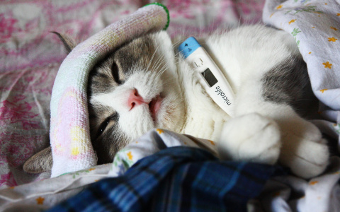 «Буду лечить животных, я так решила, и так будет!»