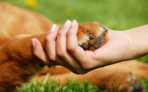 Владимирские зоозащитники призывают усилить охрану животных