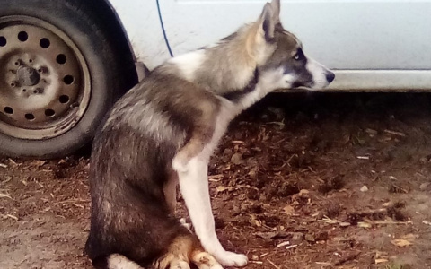 Волонтеры из Екатеринбурга заберут раненого муромского щенка