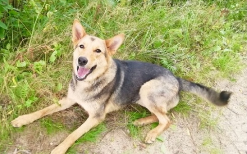 Маленькие пушистые "владимирцы" мечтают обрести свой дом